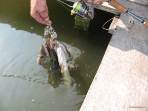 IMG_0236.jpg