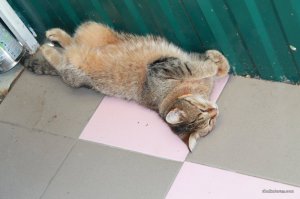 IMG_0960.JPG