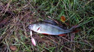 IMG_20160817_061644.jpg