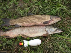 IMG_0319.jpg