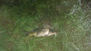 IMG_20160820_045439.jpg