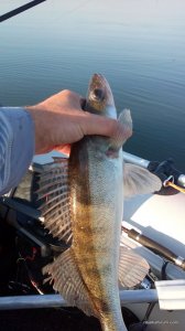 IMG_20160820_071549.jpg