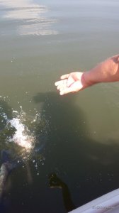 IMG_20160820_103453.jpg