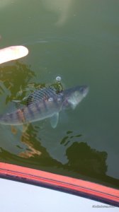 IMG_20160820_091355.jpg