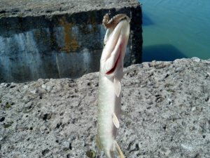 2016-08-20_10-44-12_779.jpg