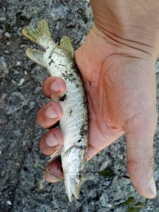 2016-08-20_10-37-41_499.jpg