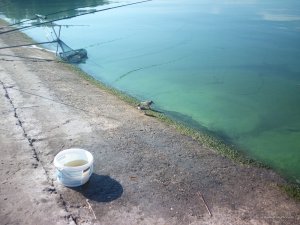 IMG_20160820_094152.jpg