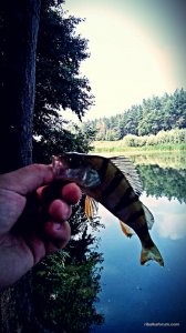 IMG_20160731_124011.jpg