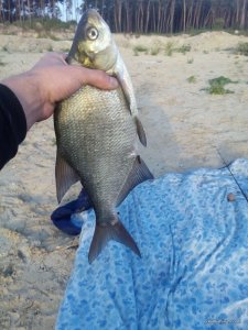 IMG_20160821_063009.jpg