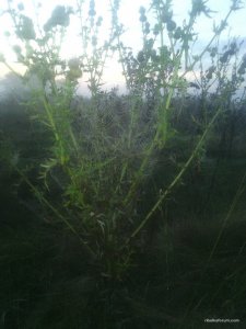 IMG_20160821_051032.jpg