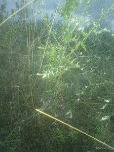 IMG_20160821_051059.jpg
