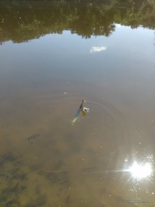 IMG_20160820_131317.jpg