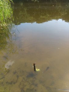IMG_20160820_131312.jpg