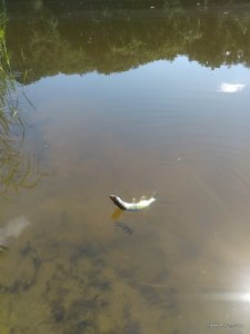IMG_20160820_131320.jpg