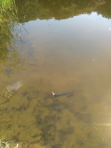 IMG_20160820_131328.jpg