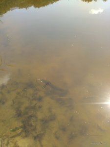 IMG_20160820_131336.jpg