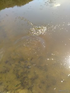 IMG_20160820_131340.jpg