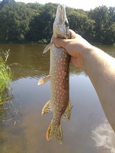 IMG_20160820_132330.jpg