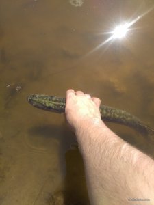 IMG_20160820_132402.jpg