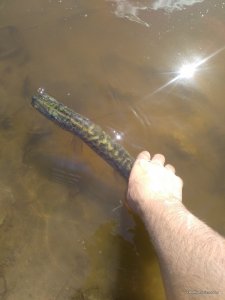 IMG_20160820_132408.jpg