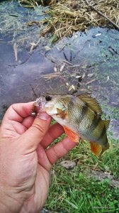 IMG_20160824_140617.jpg