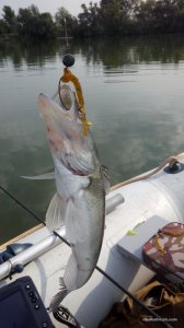IMG_20160824_083807.jpg