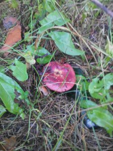 IMG_20160825_184940.jpg