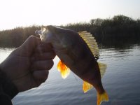 PIC_0199.JPG