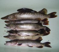 PIC_0206.jpg