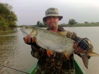 Жерех волжский.Сентябрь 2011.jpg