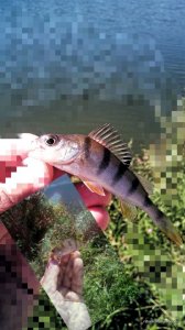 IMG_20160828_102939.jpg