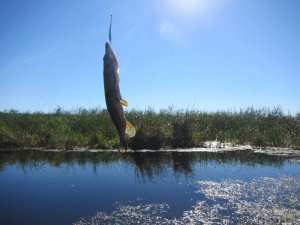 IMG_3701.JPG