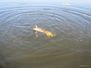 IMG_3704.JPG