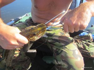 IMG_3707.JPG