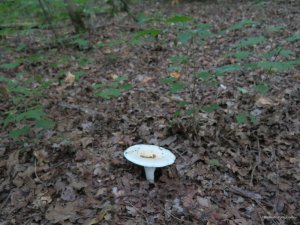 IMG_0034.JPG
