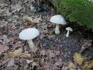 IMG_0035.JPG