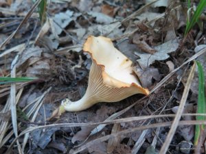 IMG_0029.JPG