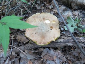 IMG_0021.JPG