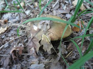 IMG_0022.JPG