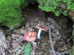 IMG_0016.JPG