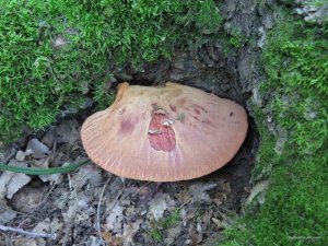 IMG_0023.JPG