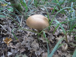 IMG_0036.JPG