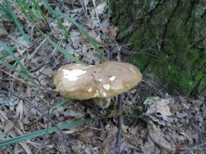 IMG_0039.JPG