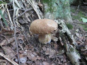IMG_0042.JPG