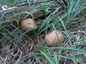 IMG_0045.JPG