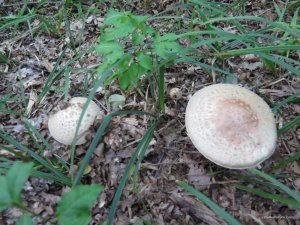 IMG_0049.JPG