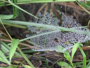 IMG_0032.JPG