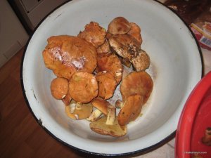 IMG_7690.JPG