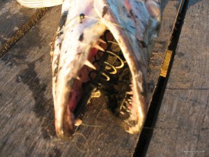 IMG_0388.jpg