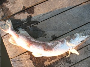 IMG_0386_1.jpg